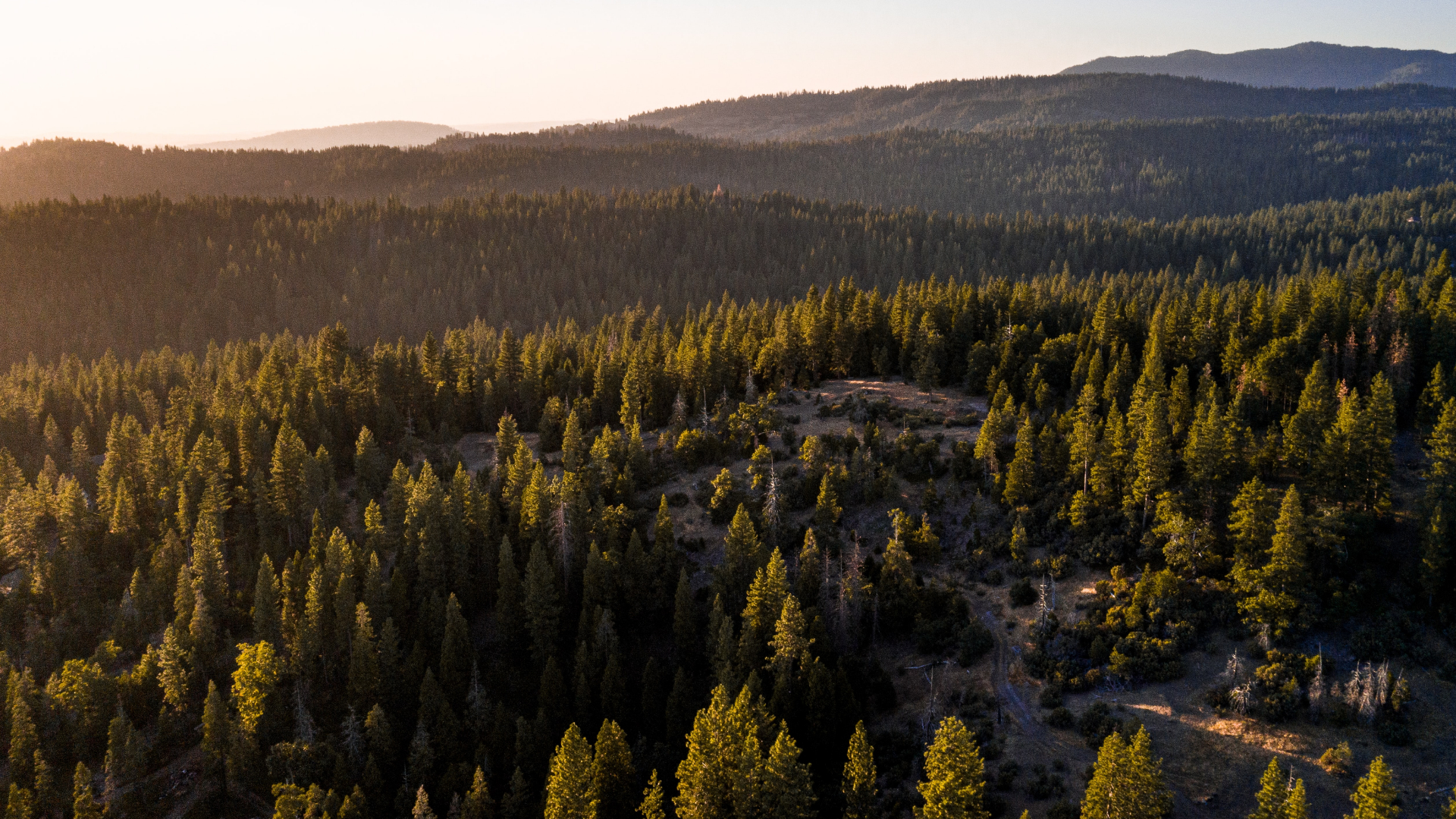 Overhead shot of the woods